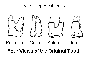 The broken tooth that was the sole 'evidence' for the existence of  Hesperopithecus